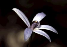 deformis